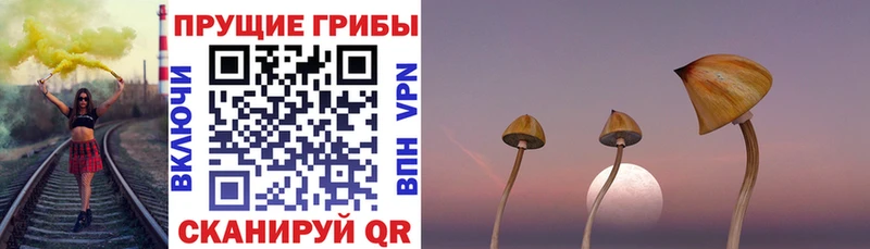 Галлюциногенные грибы Psilocybine cubensis цены Горбатов